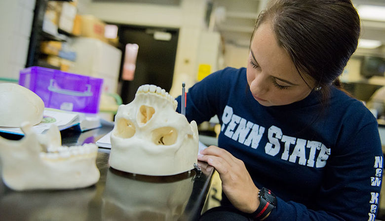 A student examines a skull in a Biology laboratory
