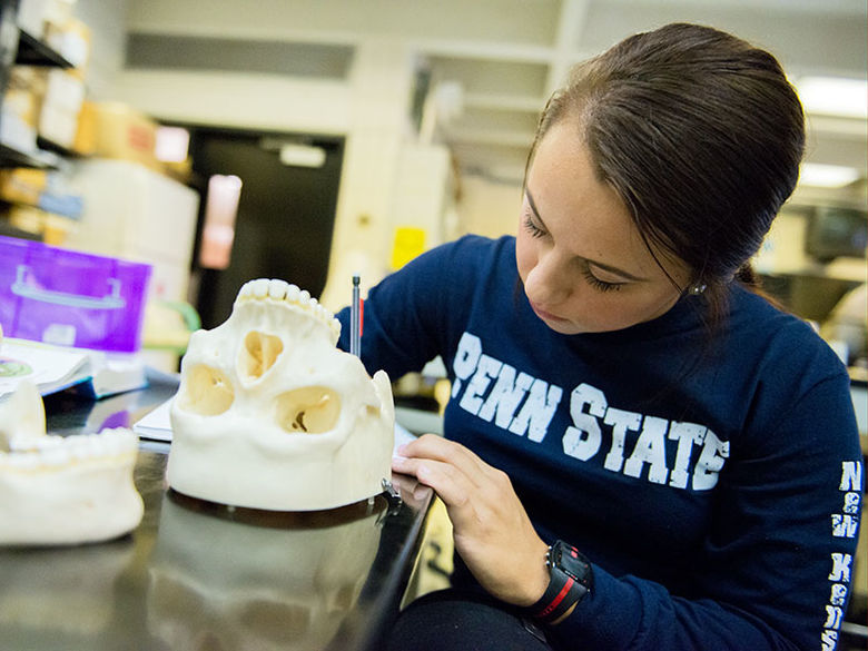 A biology student examines a skull