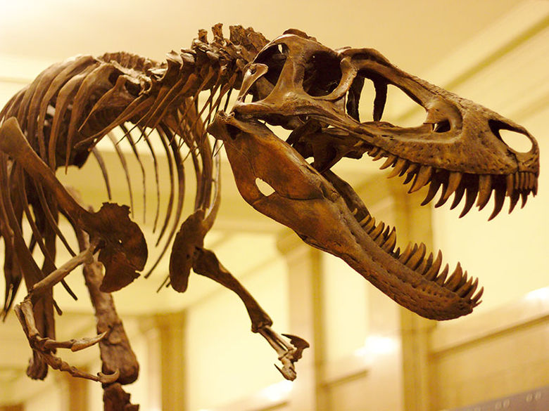 An assembled T-Rex at the Carnegie Museum of Natural Science