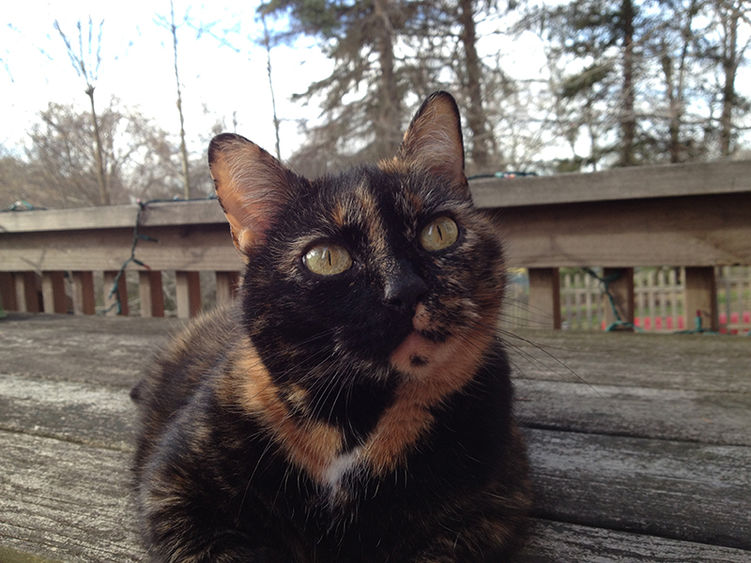 Cat forecaster Cat