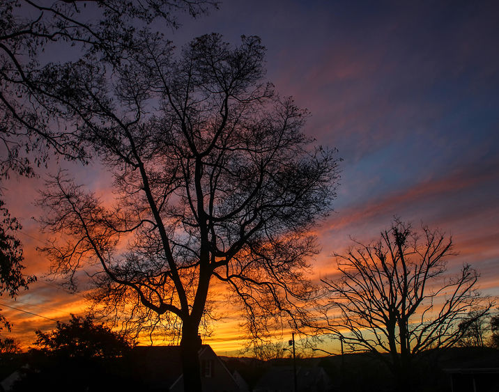 Sun setting behind trees